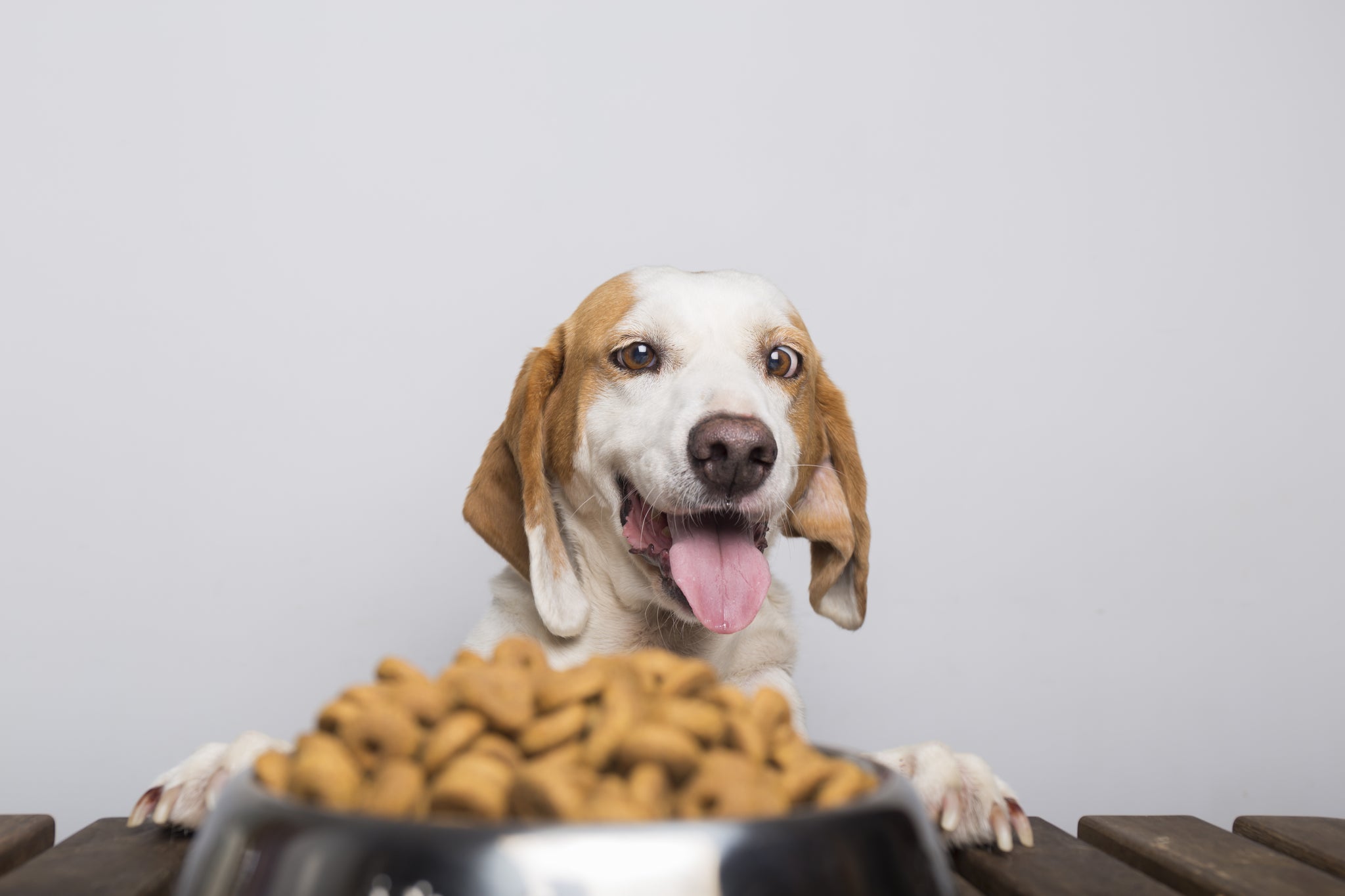 excited-dog-behind-nutritious-dog-food-bowl